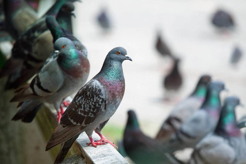 pigeons on roof