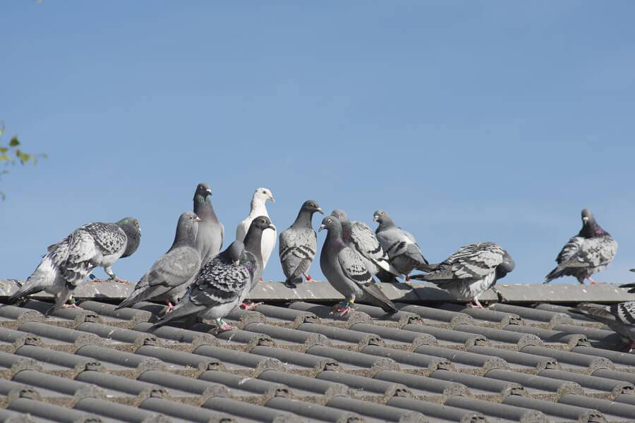 pigeon infestation requiring summer bird control