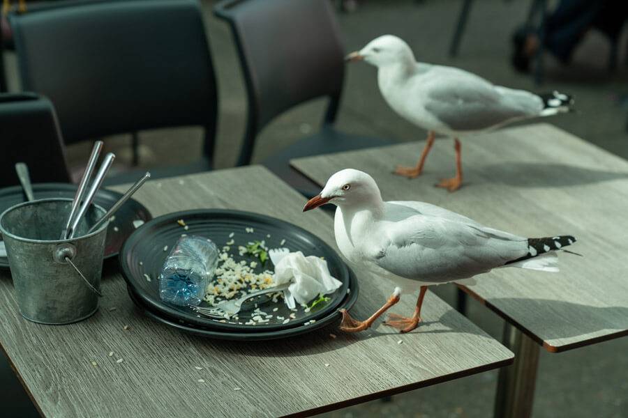 seagulls at a restaurant