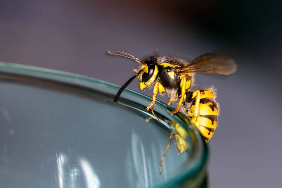 wasp on a glass