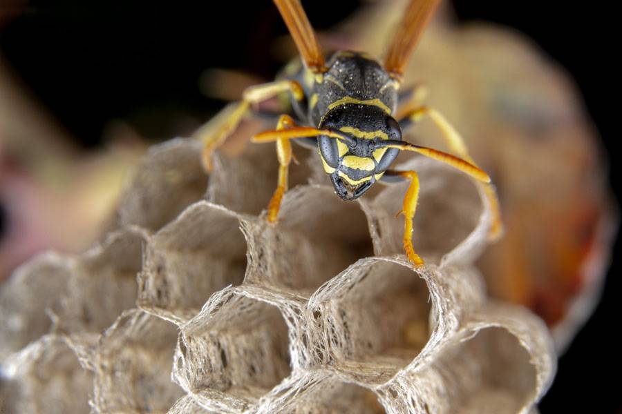 wasp protecting his nest
