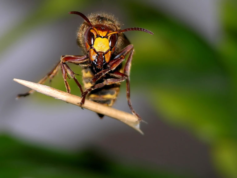 wasp control devon