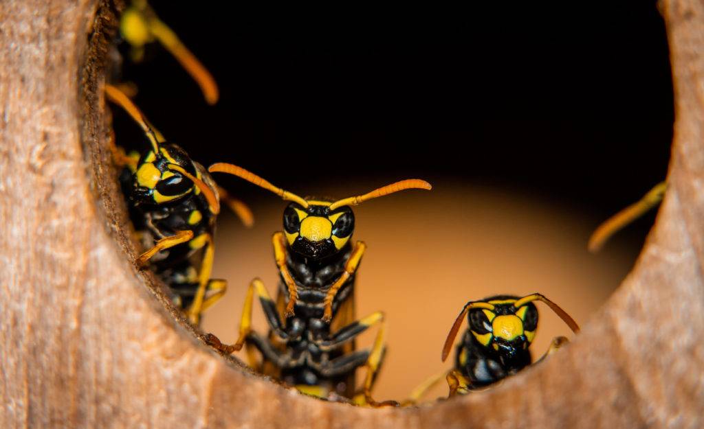 summer wasp control devon