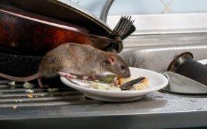 Rat eating leftover food off of a dirty plate left out in the open