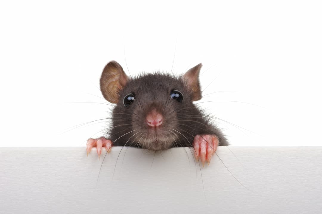 rat peaking over surface
