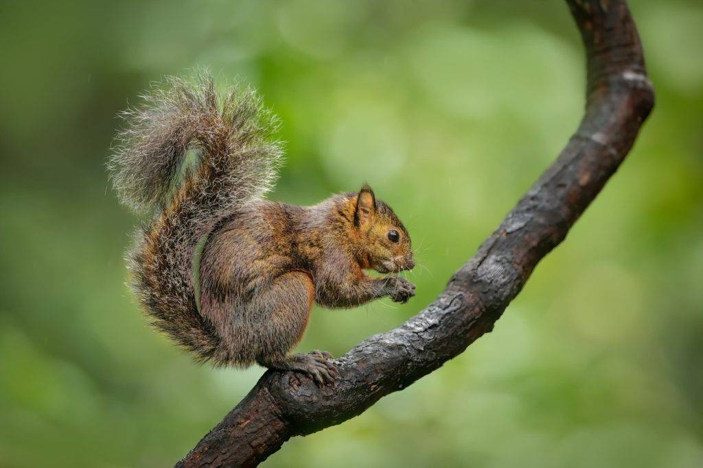 squirrel on branch