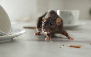 Rat scavenging left over crumbs of food