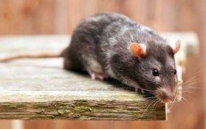 close up of a rat