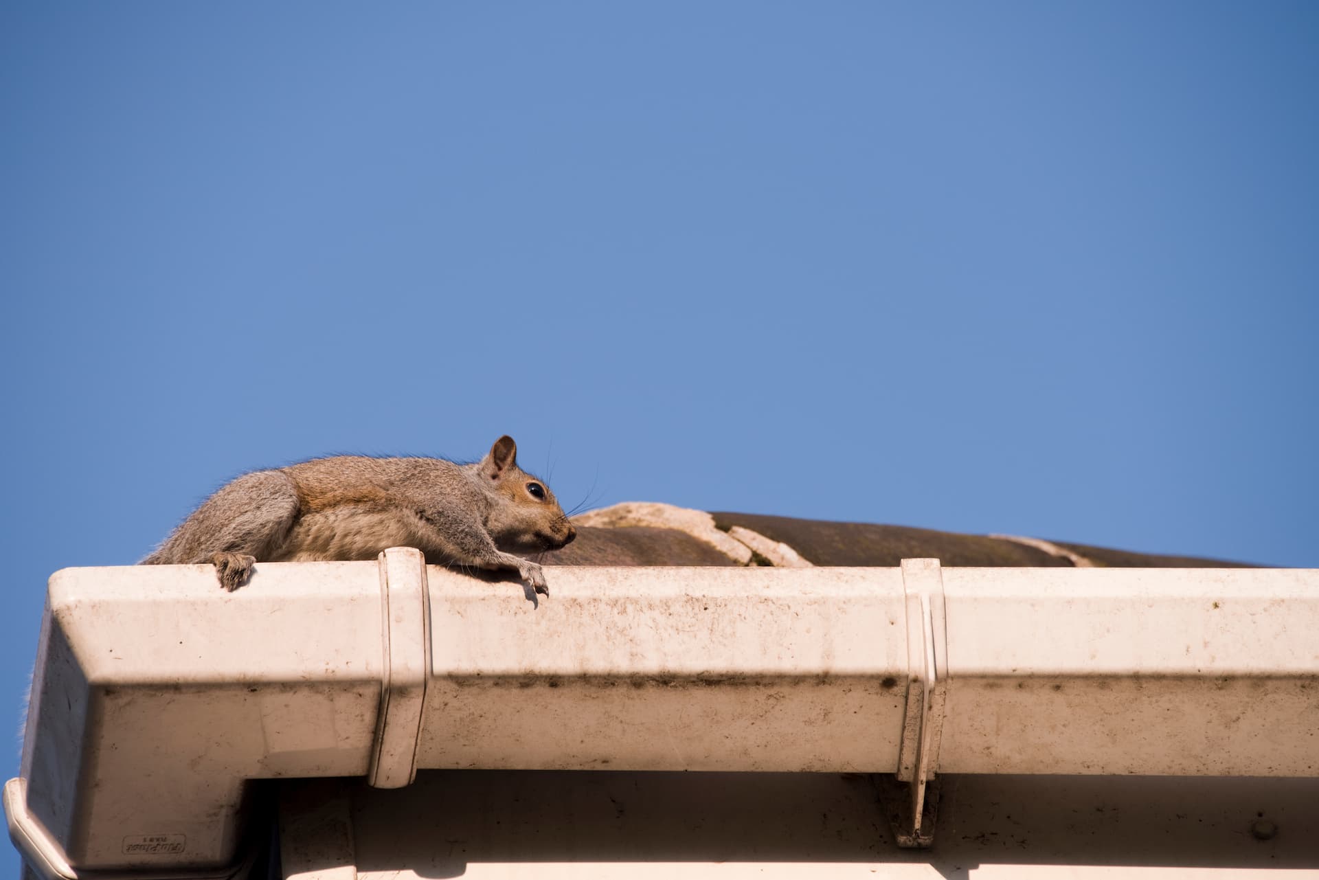 squirrels going into an attic