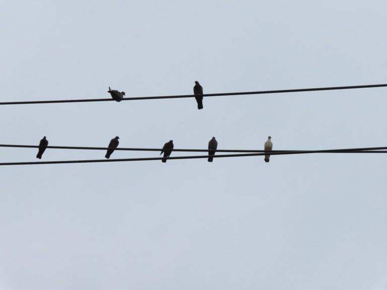 post and wire bird control