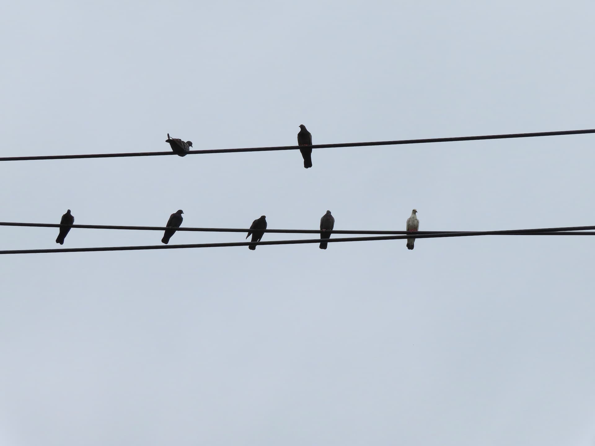 post and wire bird control